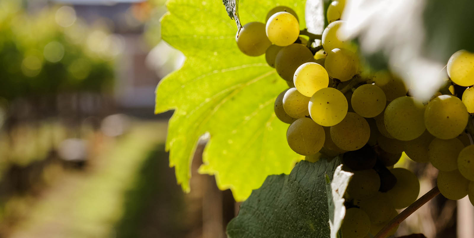 Domaine Sacret Ay - Cuvée Millésime